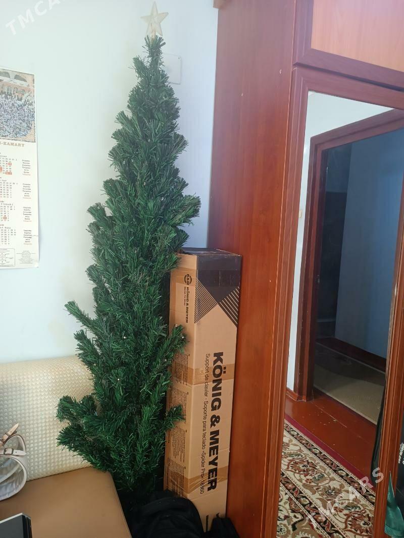 Ýolka bilen kacelya - Ашхабад - img 2