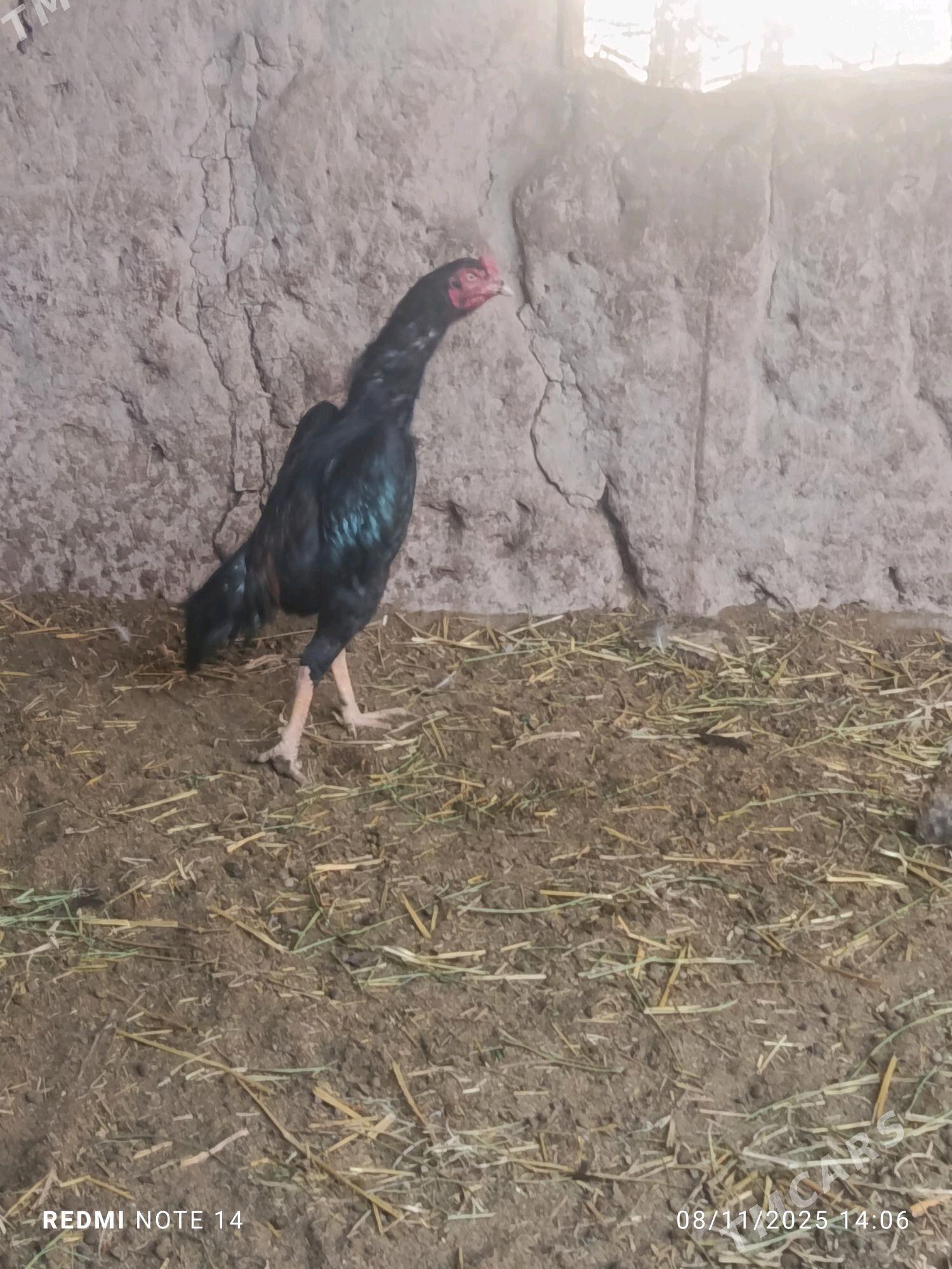 BAYES - Туркменабат - img 2