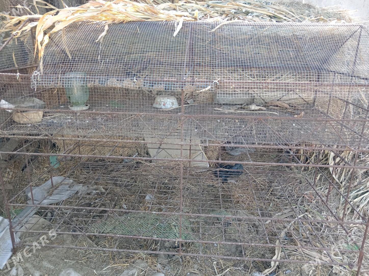 Bedene ketek - Ak bugdaý etraby - img 2