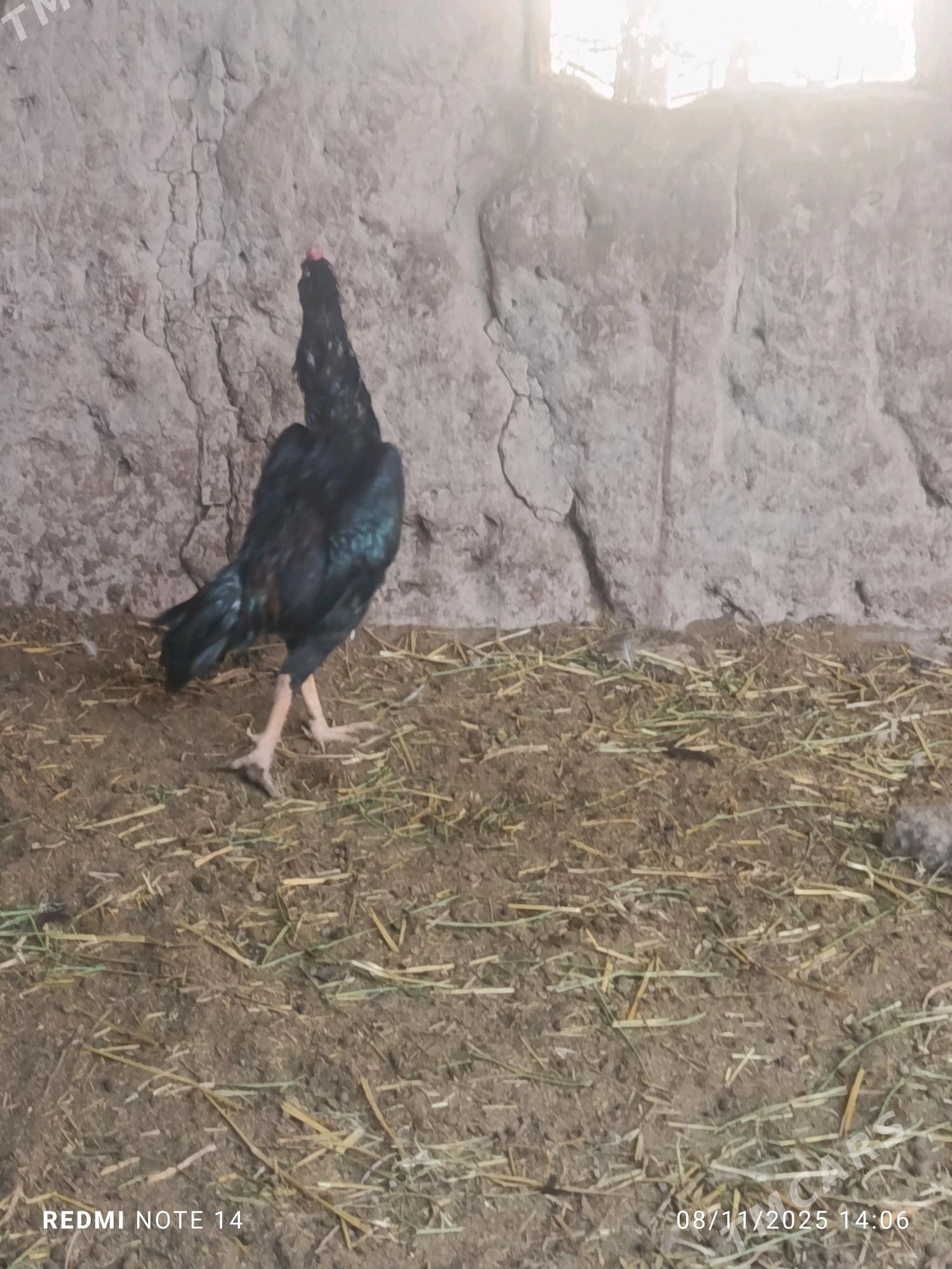 BAYES - Туркменабат - img 1