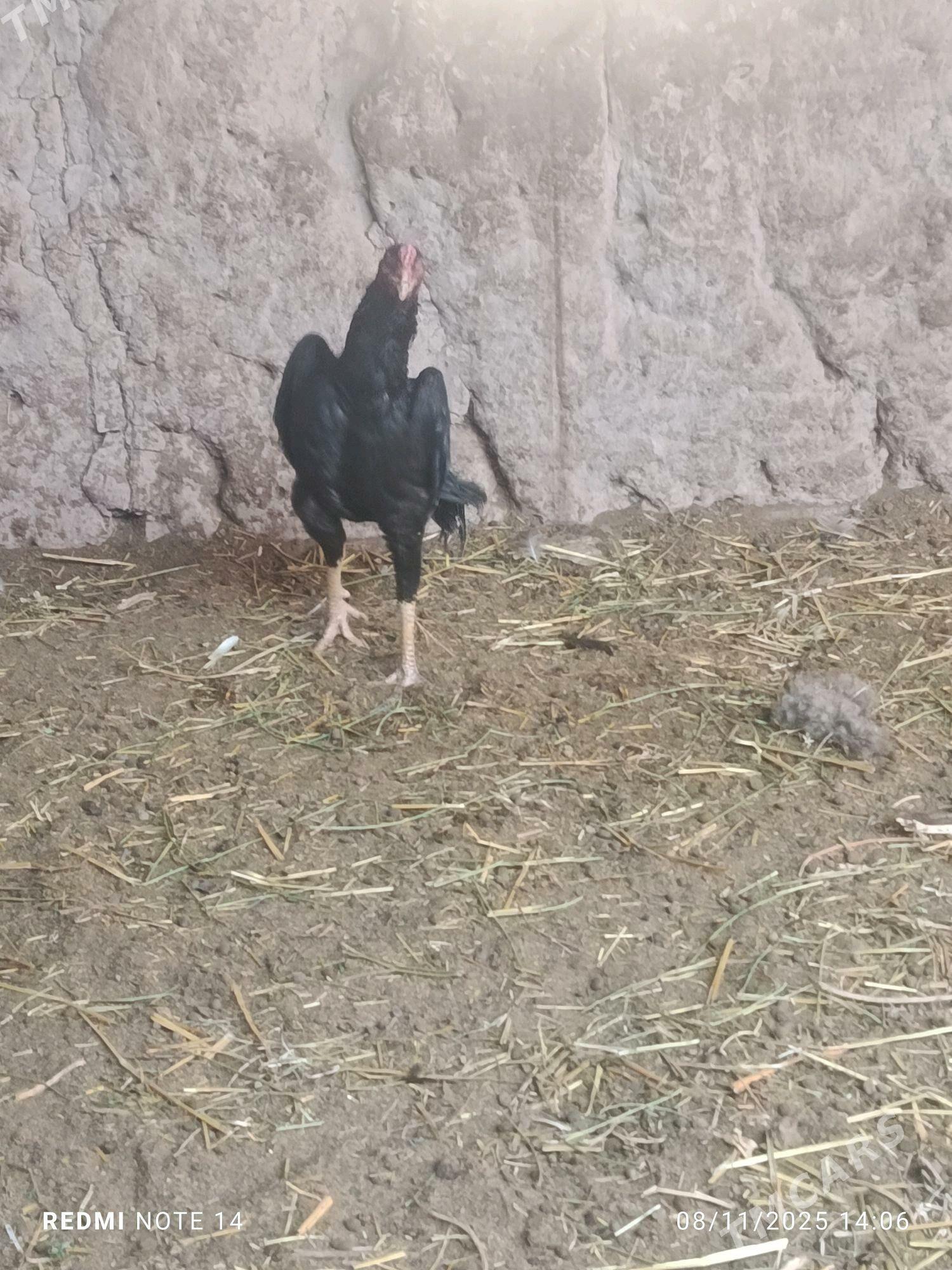 BAYES - Туркменабат - img 3