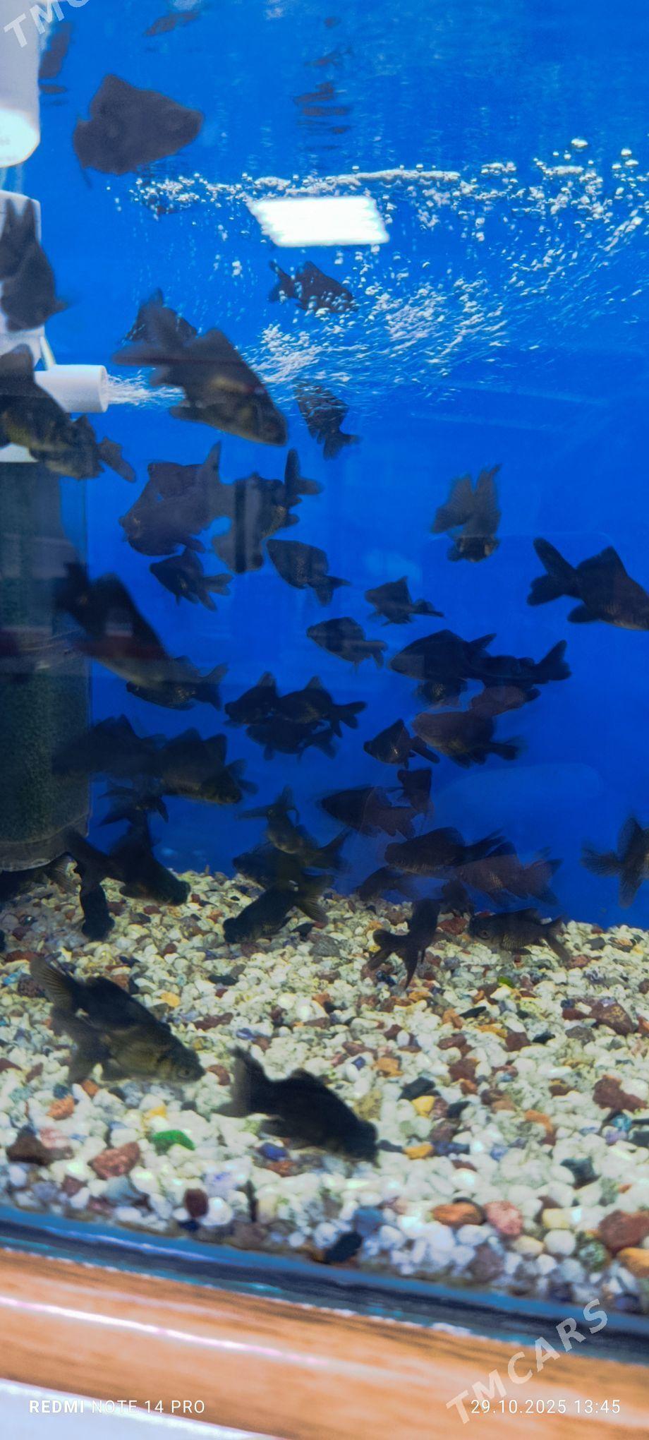 чёрные   телескопы - Туркменабат - img 2