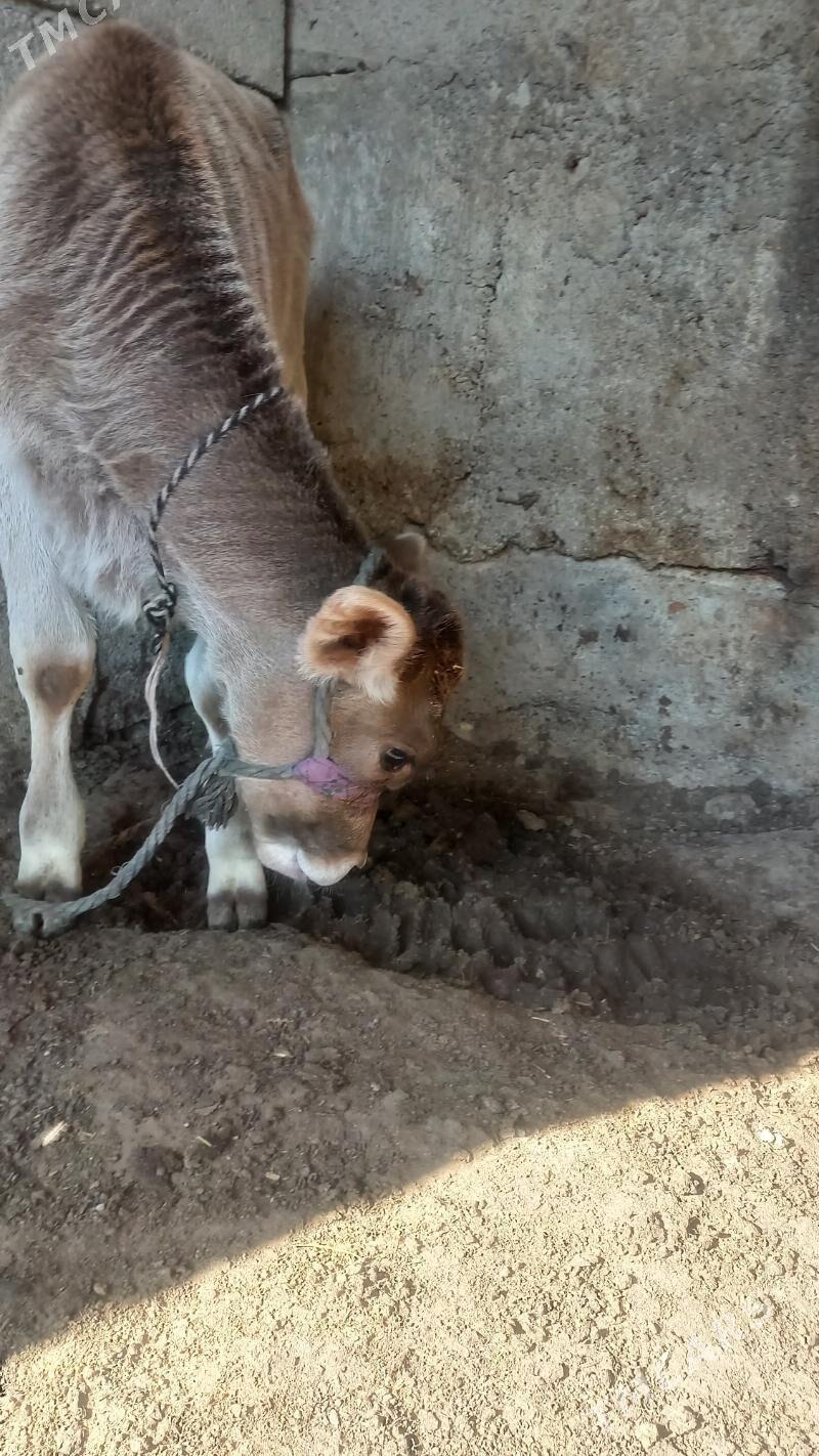 Göleli sygyr - Ашхабад - img 4