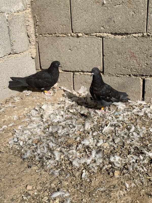 kepderi - Туркменбаши - img 1