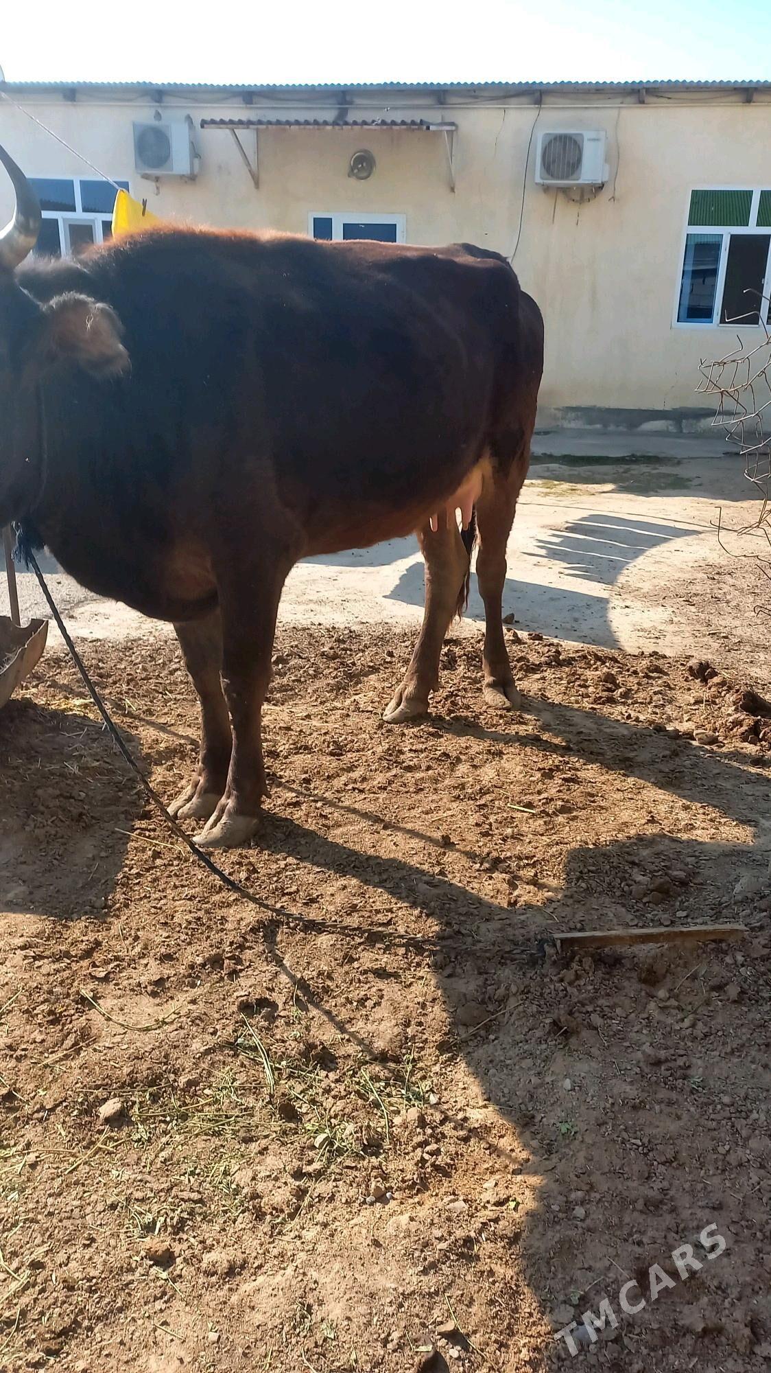 Göleli sygyr - Ашхабад - img 2