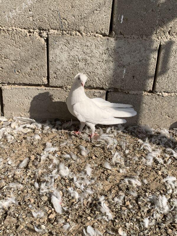 kepderi - Туркменбаши - img 4