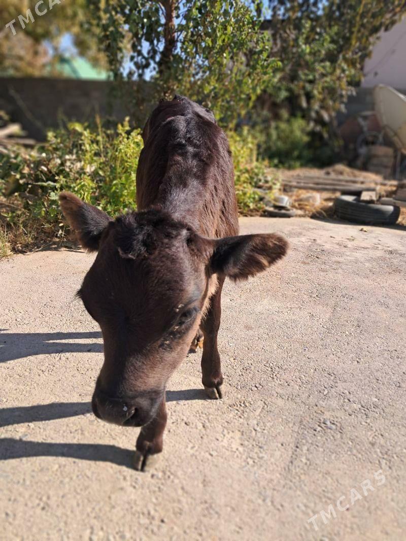 Tuwe corni prostrate gibrid - Херрикгала - img 2