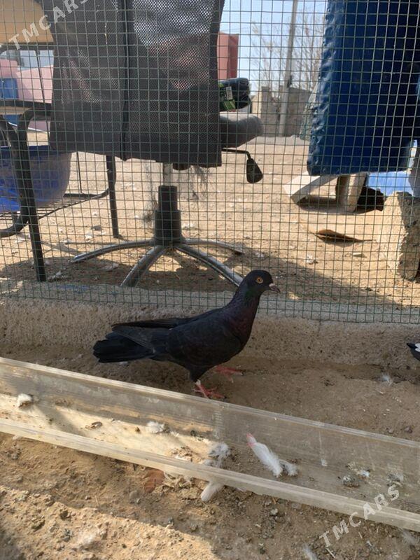 kepderi - Туркменбаши - img 2