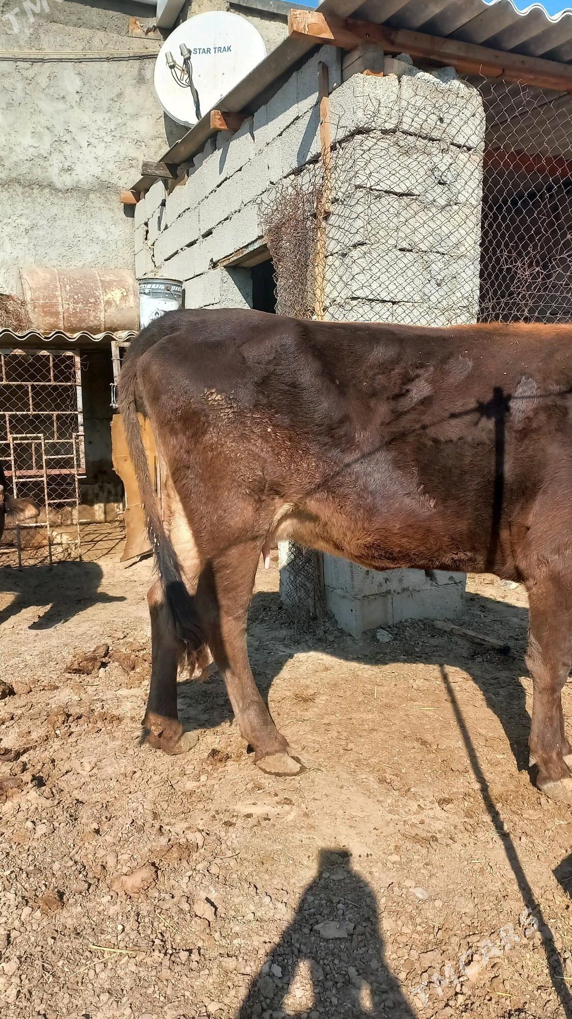 Göleli sygyr - Ашхабад - img 3