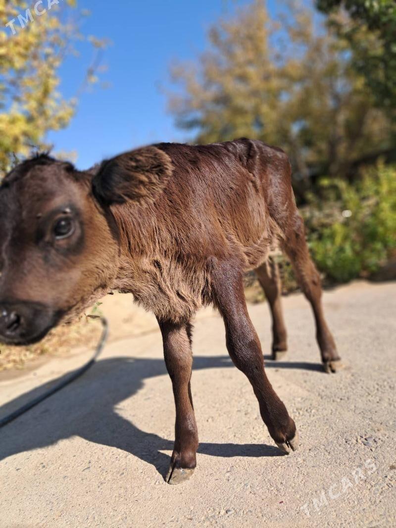 Tuwe corni prostrate gibrid - Херрикгала - img 3