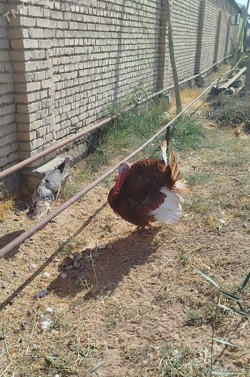 Induk - Baýramaly - img 4