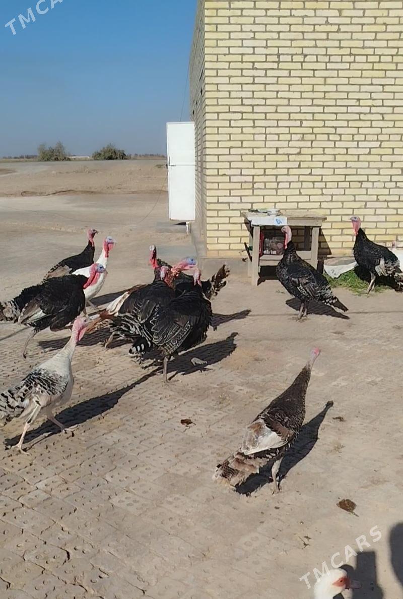 Induk - Baýramaly - img 5