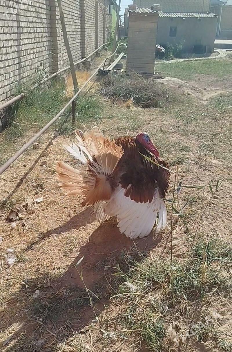 Induk - Baýramaly - img 2