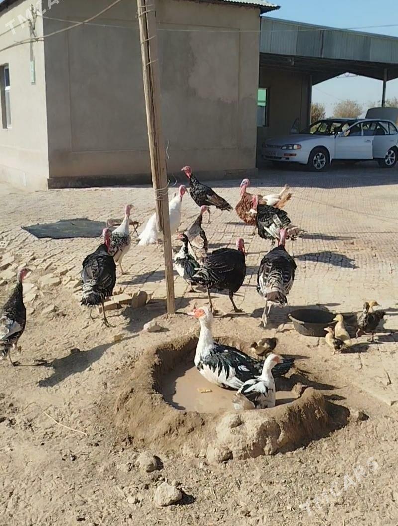 Induk - Baýramaly - img 3