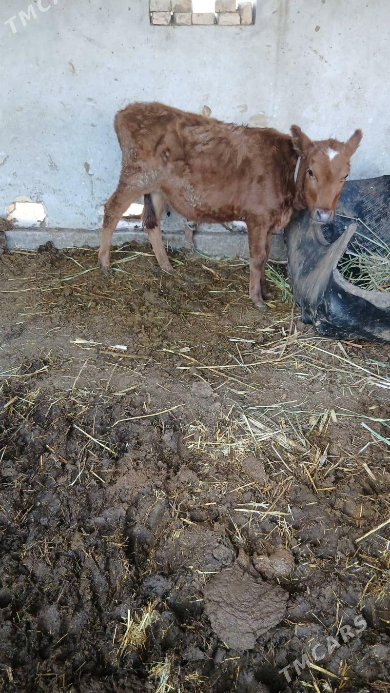 унажын - Чарджоу - img 2