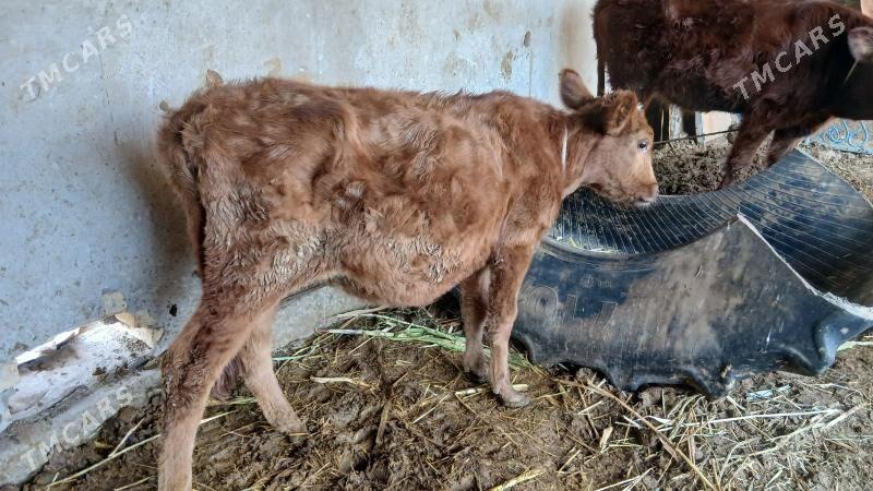 унажын - Чарджоу - img 3