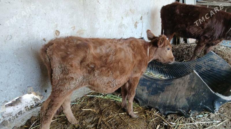 унажын - Чарджоу - img 4