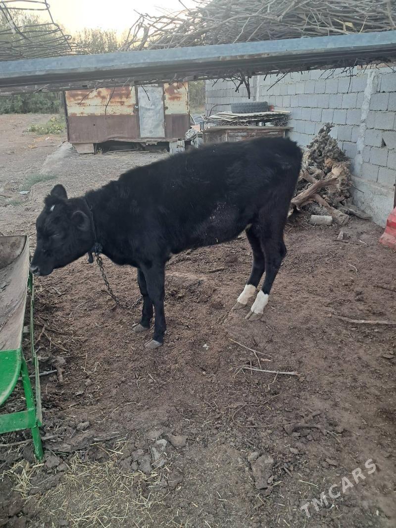 Tuwe corni piostra - Херрикгала - img 3