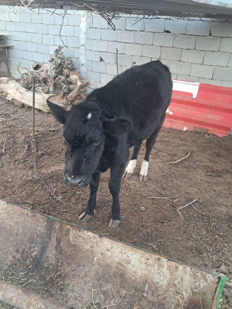 Tuwe corni piostra - Херрикгала - img 2