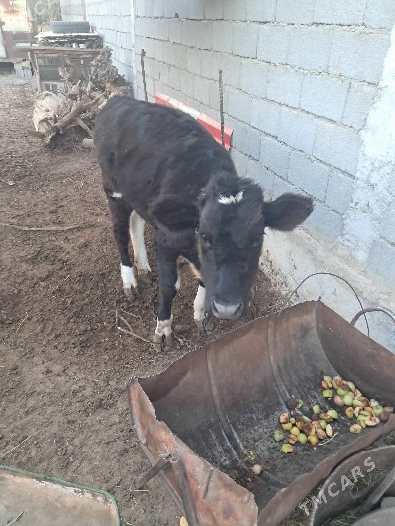 Tuwe corni piostra - Херрикгала - img 4