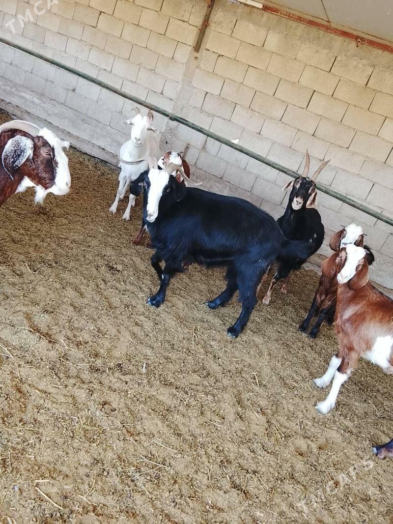 geji - Bagyr - img 2