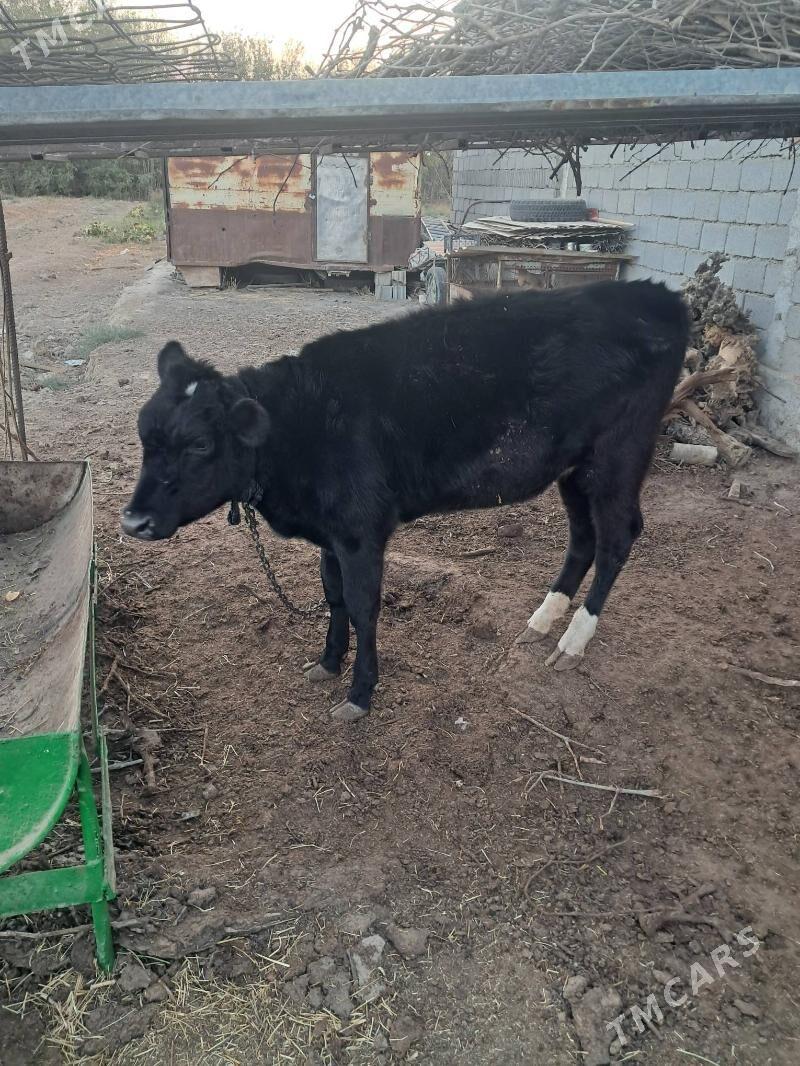 Tuwe corni piostra - Херрикгала - img 5