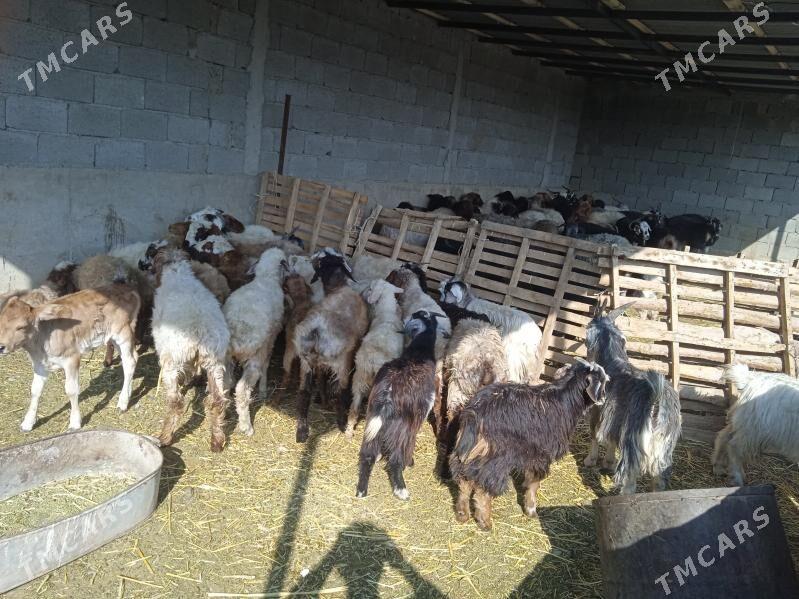 tokly cewis - Gyzylarbat - img 2