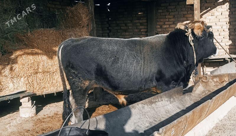 okuz - Кака - img 2