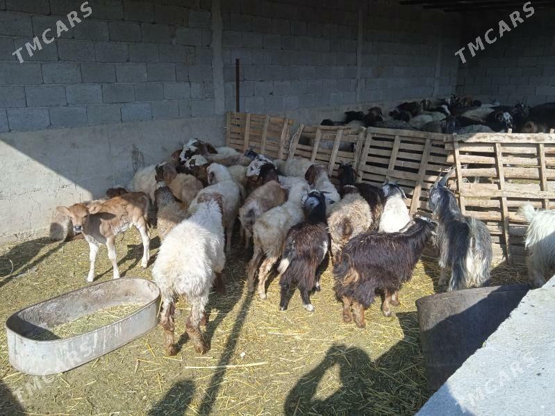 tokly cewis - Gyzylarbat - img 3