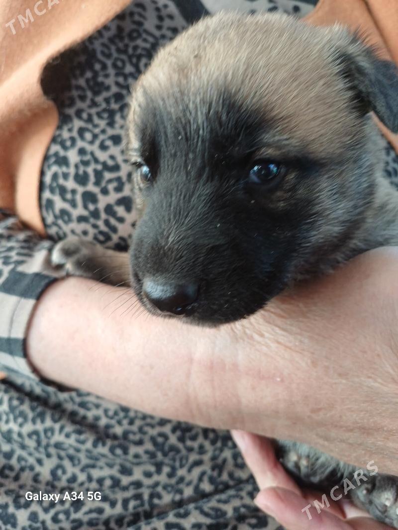 ЩЕНКИ - Дашогуз - img 1