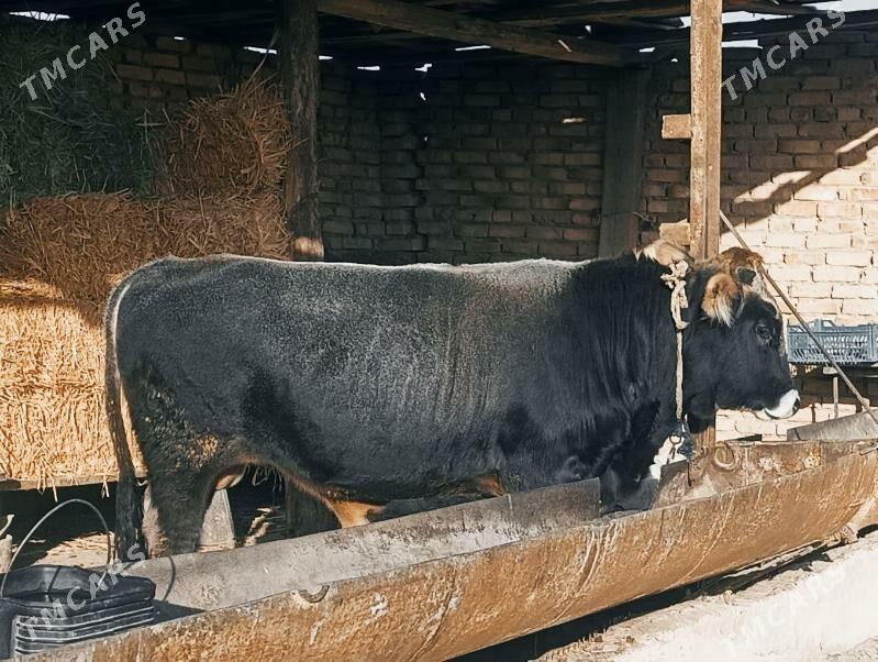 okuz - Кака - img 3