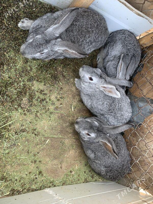 towsan - Туркменбаши - img 2