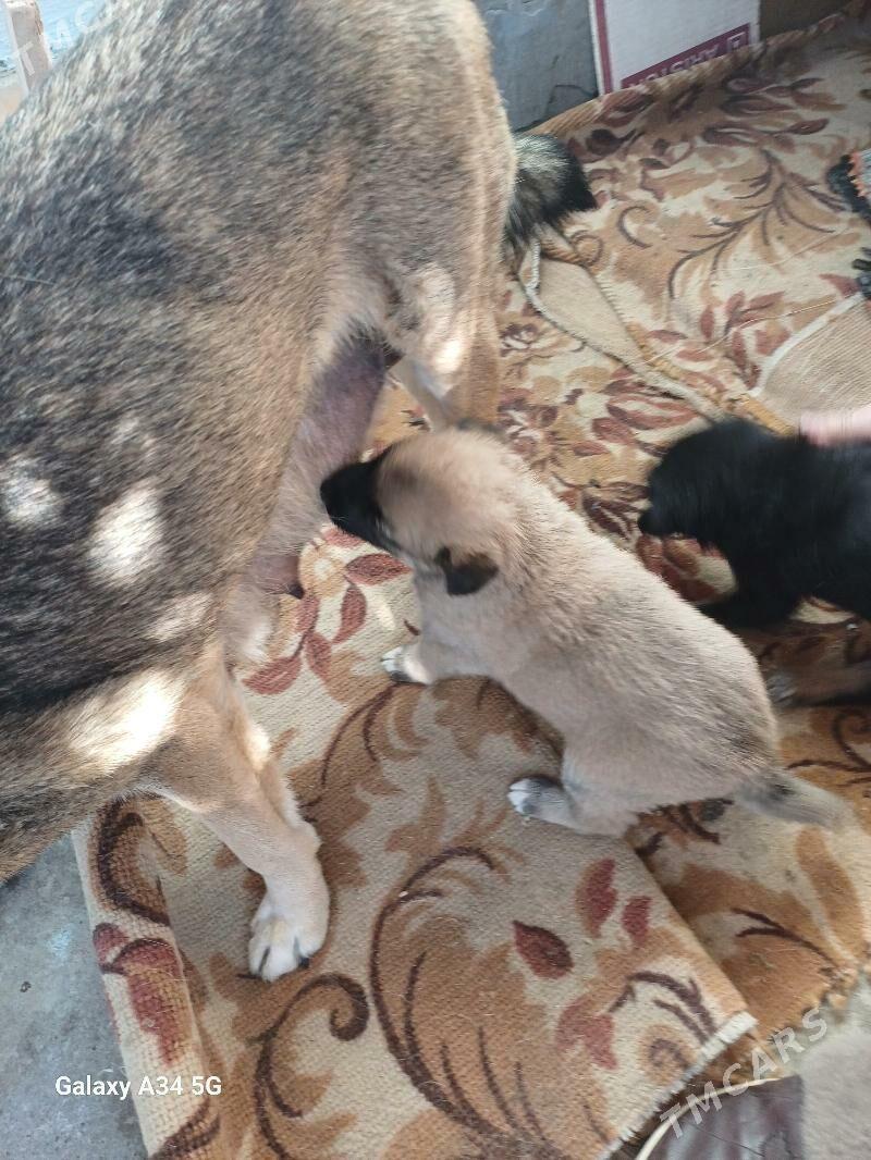 ЩЕНКИ - Дашогуз - img 2