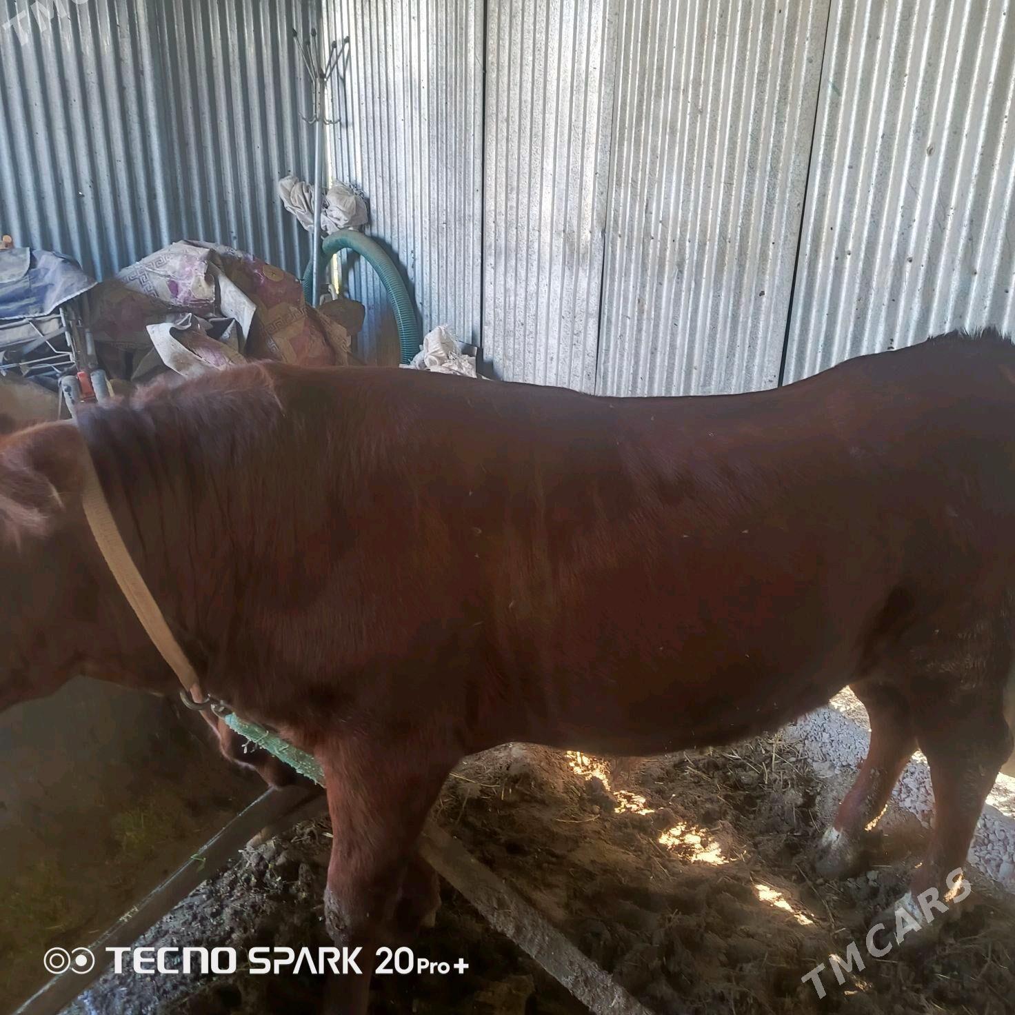 okiz - Sakarçäge - img 3