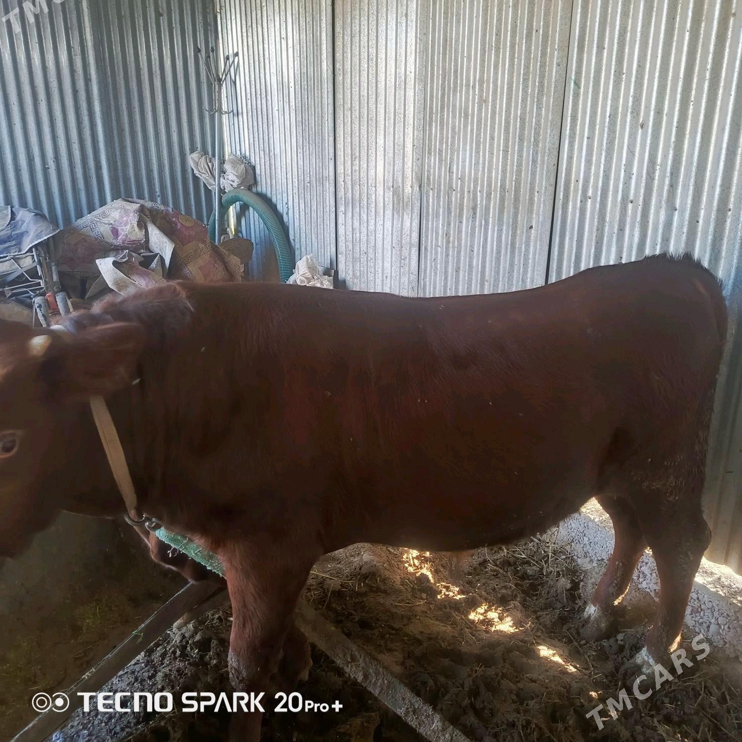 okiz - Sakarçäge - img 6