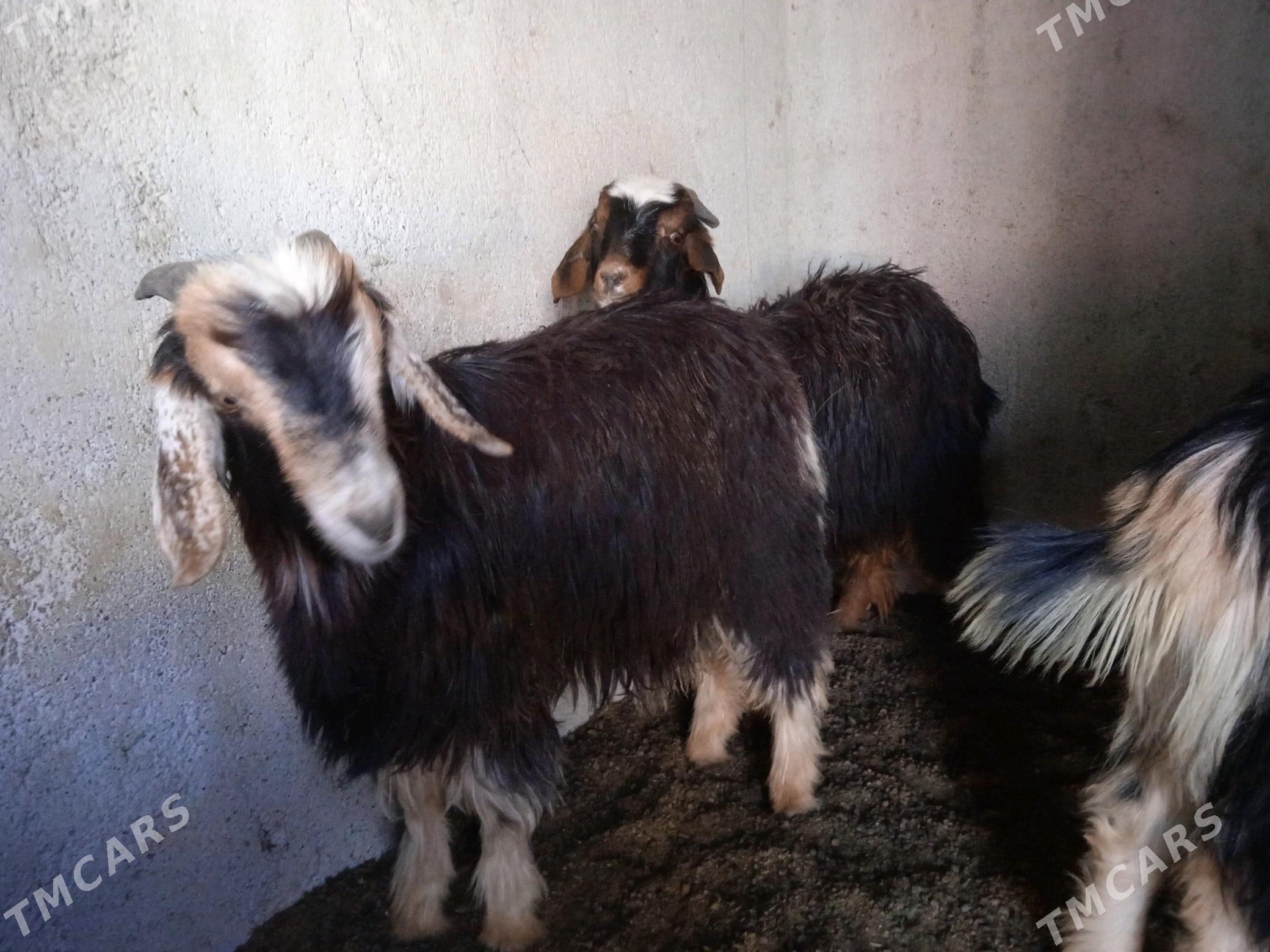 çewiş - Hitrowka - img 4