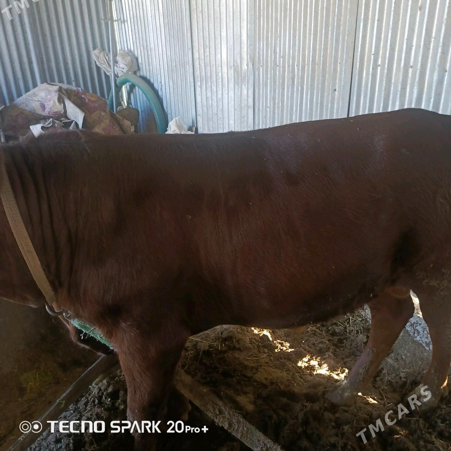 okiz - Sakarçäge - img 5