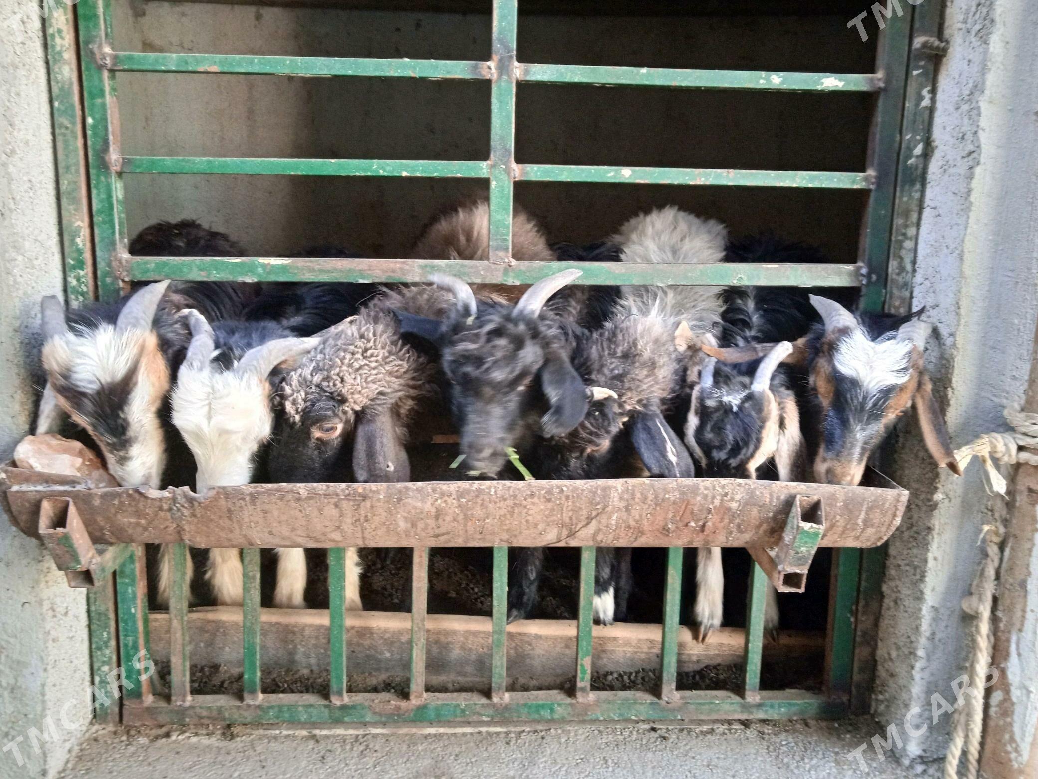 çewiş - Hitrowka - img 3