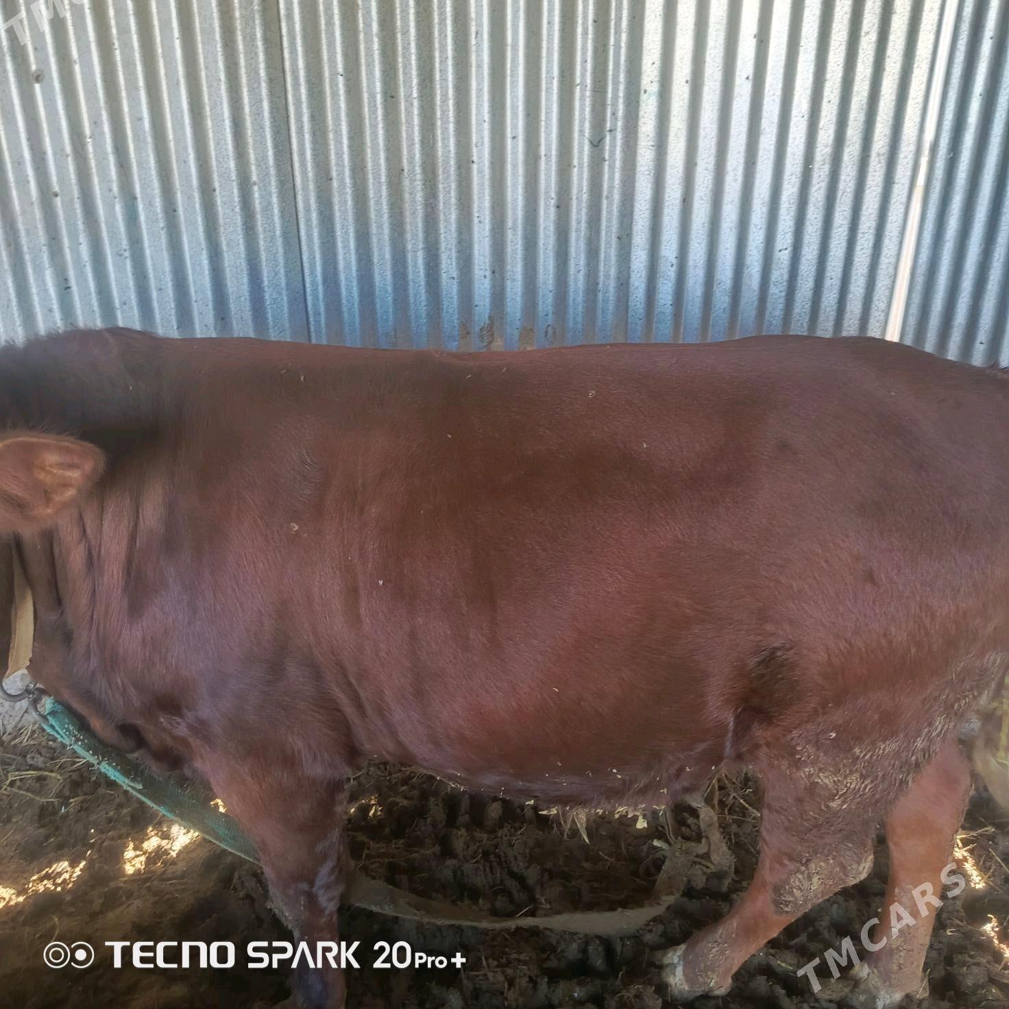 okiz - Sakarçäge - img 2