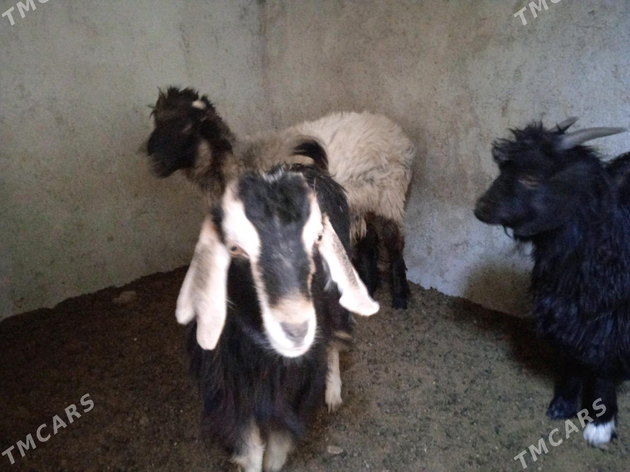 çewiş - Hitrowka - img 7