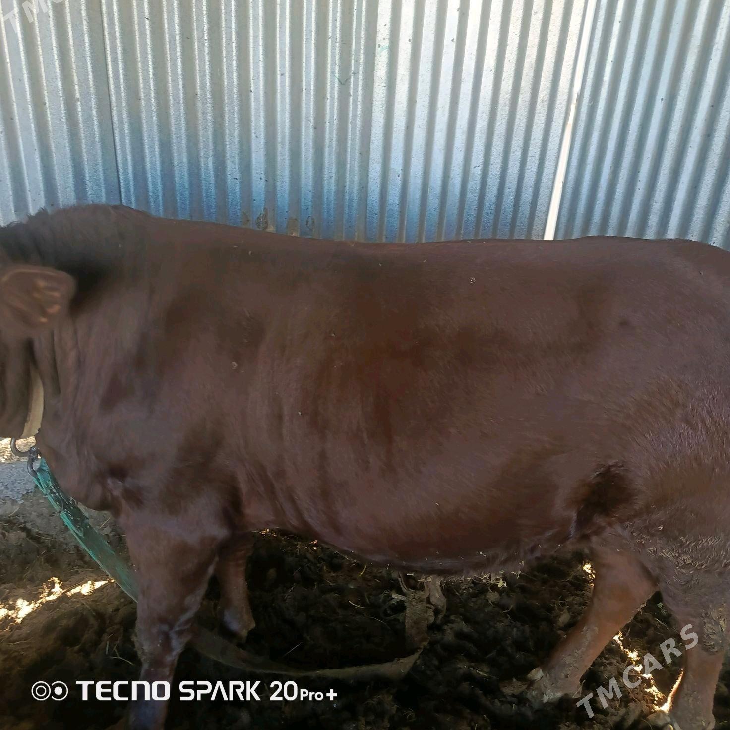 okiz - Sakarçäge - img 4