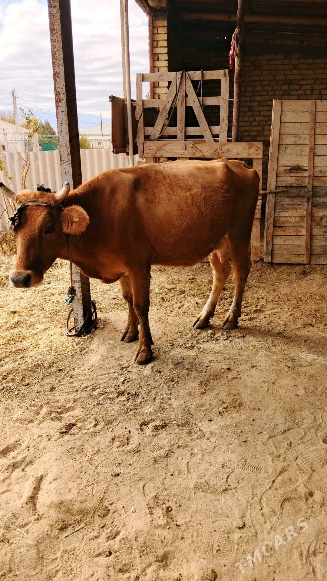 Sygyr - Гёкдепе - img 2