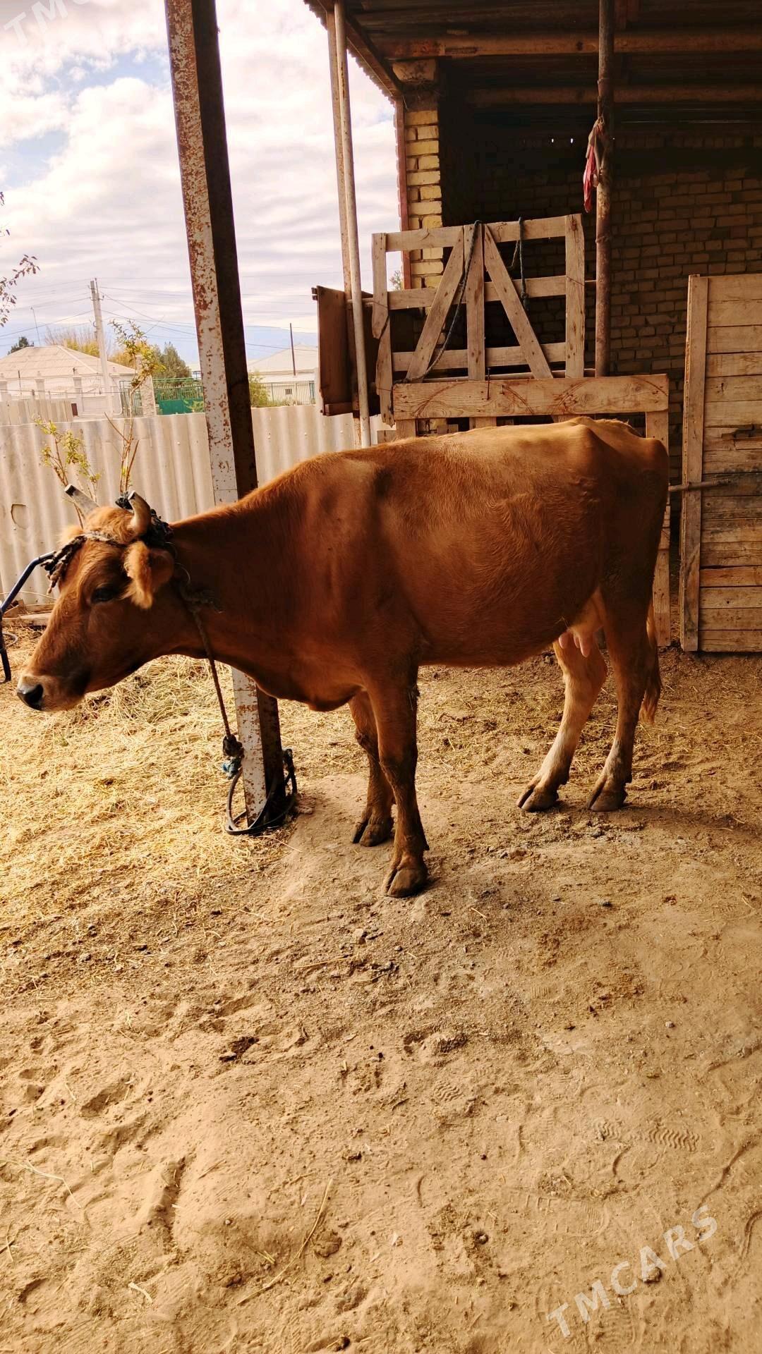 Sygyr - Гёкдепе - img 3