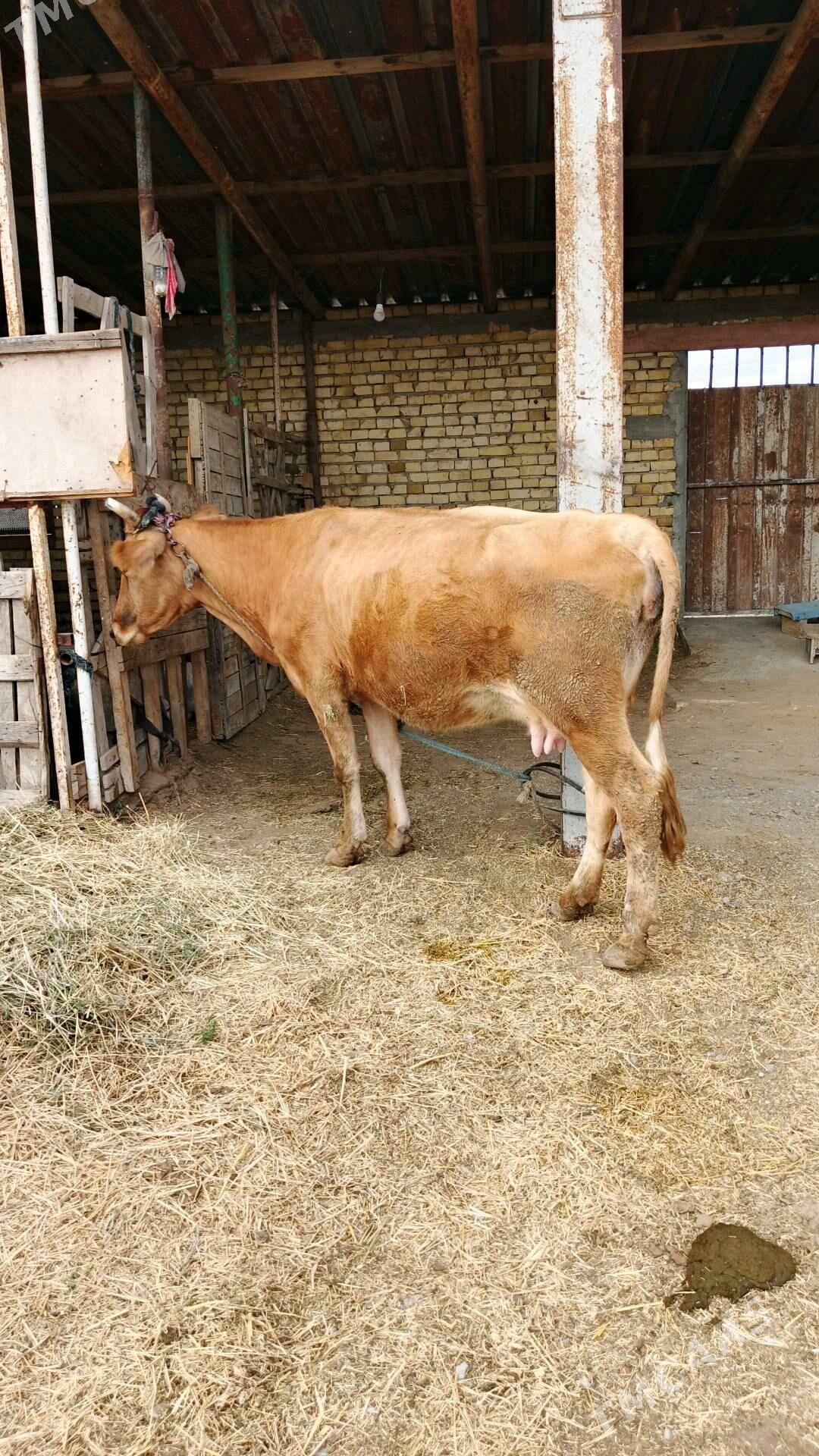 Sygyr - Гёкдепе - img 6