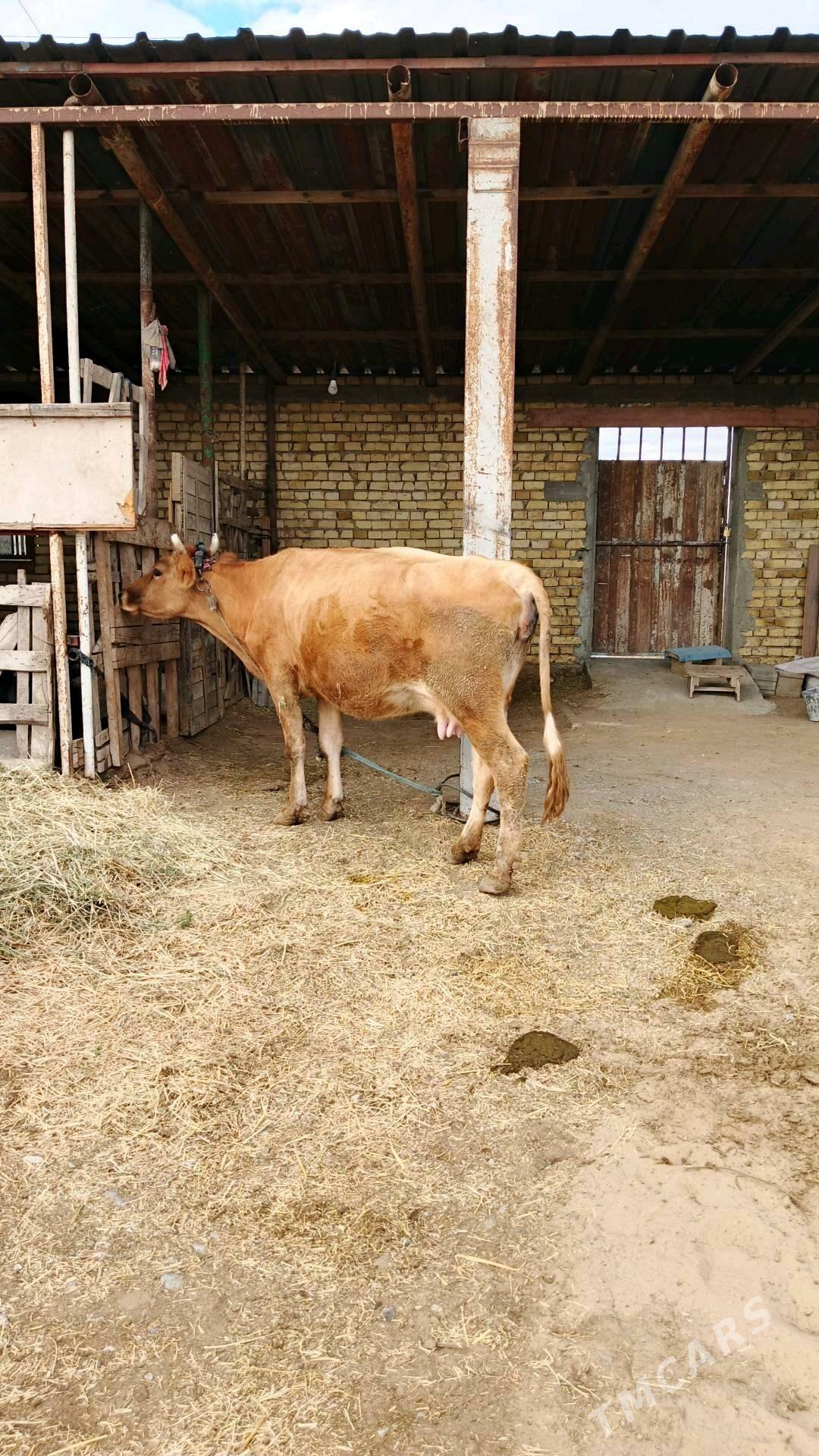 Sygyr - Гёкдепе - img 5