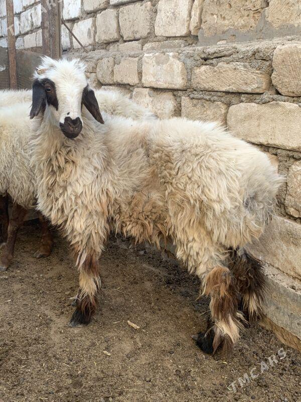 tokly - Türkmenbaşy - img 2