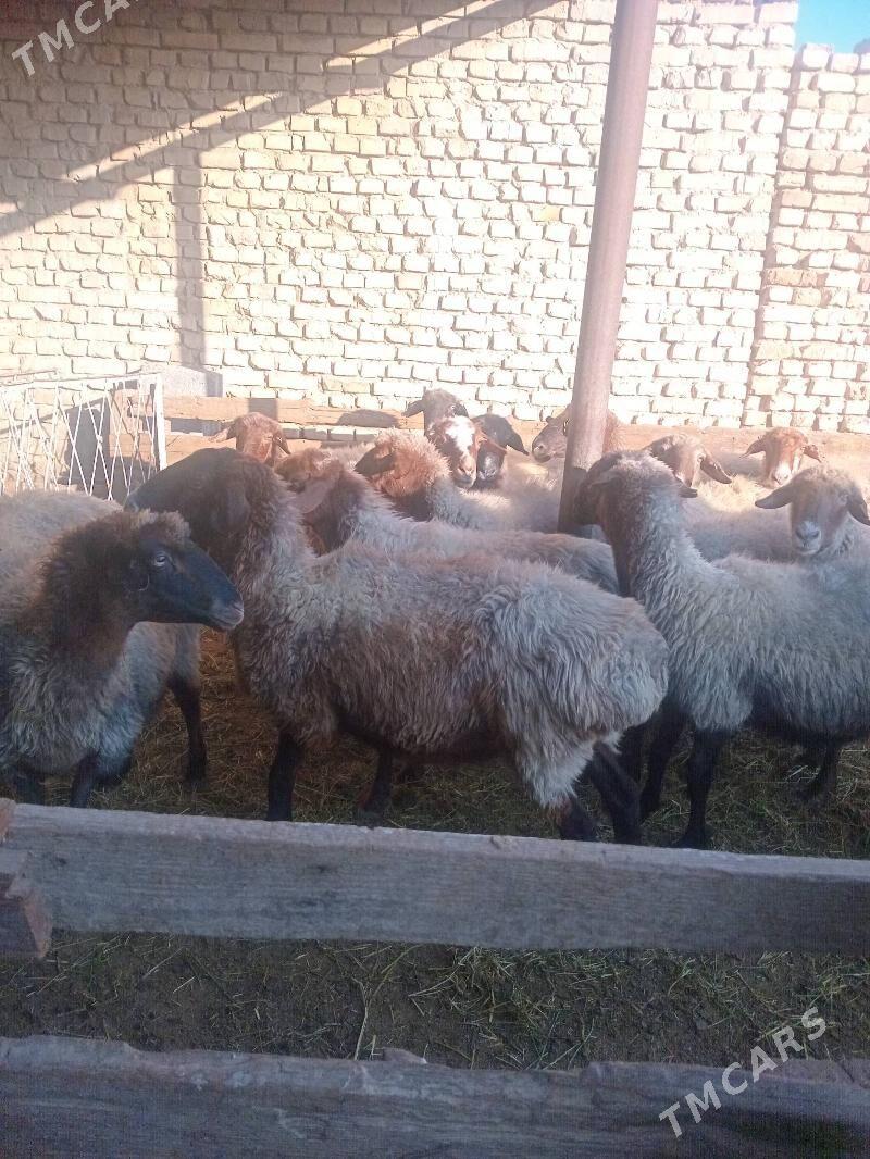 goýun - Kaka - img 2