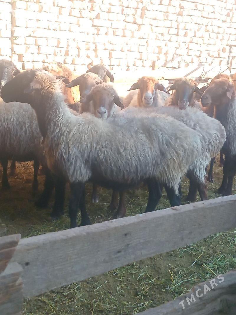 goýun - Kaka - img 4