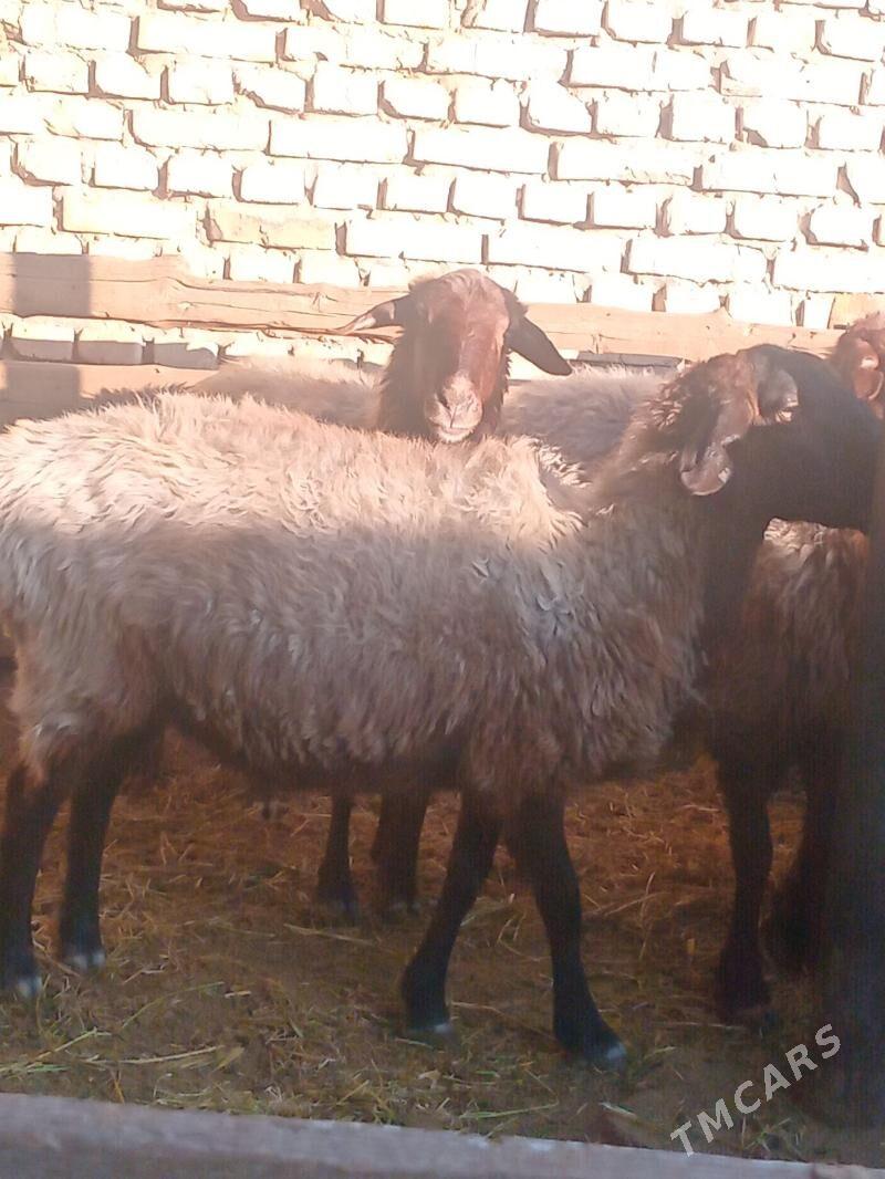 goýun - Kaka - img 5