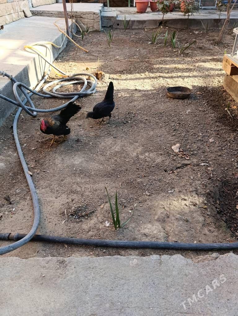 карлик - Ашхабад - img 3